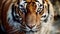 hunting tiger, tiger head, tiger stripes, Animal in wild nature