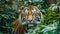 hunting tiger, tiger head, tiger stripes, Animal in wild nature