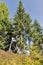 Hunting tower in alpine woods. Western Carinthia, Austria.