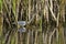 Hunting tricolored heron in reeds of Florida wetlands