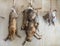 Hunting trophies hanging on the kitchen wall in Castelnaud Castle, medieval fortress at Castelnaud-la-Chapelle, Dordogne, Aquitain