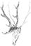 Hunting trophy, wall decoration, antlers and skull of a deer, graphic black and white pattern, travel sketch