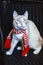 Hunting white cat in striped scarf looking straight, dark background