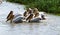 Hunting white pelicans at the lake in Djoudj National Bird Sanctuary, Senegal