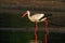 Hunting white stork