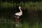 Hunting white stork Ciconia ciconia on the pond