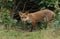 A hunting wild Red Fox cub, Vulpes vulpes, emerging from the undergrowth.