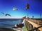 Huntington Beach pier seagulls