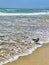 Huntington Beach waves seagull