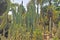 Huntington Botanical Gardens: Cactus Forest