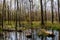 Huntley Meadows Swampland in Spring