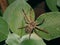 Huntsman spider