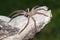 Huntsman Spider