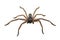 Huntsman Spider