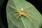 Huntsman spider closeup photo, olios species, satara maharashtra