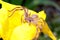 Huntsman spider on flower