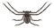 Huntsman spider, icon