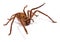 Huntsman Spider Isolated