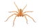 Huntsman spider isolated on white background, Olios argelasius