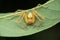Huntsman spider on leaf closeup view, Olios species, Satara