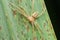 Huntsman Spider on Leaf, Satara, Maharashtra