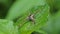 Huntsman spider on leaf in tropical rainforest.