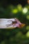 Huntsman Spider Macro close up