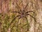 Huntsman Spider in Queensland Australia