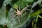 Huntsman spider, ranomafana, madagascar