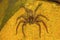 Huntsman spider, Sparassidae , Aarey Milk Colony , INDIA