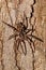 Huntsman spider on tree trunk Madagascar