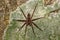 Huntsman spider on tree trunk Madagascar wildlife