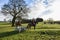 Huntsmen parade around for the public to see before their scent hunting day begins, Boxing Day, Staffordshire, UK