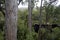 Huon River viewed from Tahune forest airwalk, Tasmania, Australia