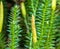 Huperzia, fir moss, medicinal plant in a forest