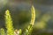 Huperzia, fir moss, medicinal plant in a forest