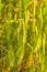 Huperzia, fir moss, medicinal plant in a German forest