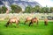 Hurd of wild elk in Mammoth, Wyoming