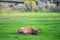 Hurd of wild elk in Mammoth, Wyoming