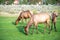 Hurd of wild elk in Mammoth, Wyoming