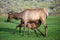 Hurd of wild elk in Mammoth, Wyoming