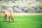 Hurd of wild elk in Mammoth, Wyoming