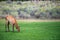 Hurd of wild elk in Mammoth, Wyoming