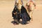 HURGHADA, EGYPT - Apr 24 2015: The old and young women-cameleers from Bedouin village in Sahara desert with their camels, Egypt
