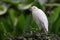 Huron in Kuala Lumpur Bird Park