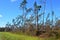 Hurricane Damaged Trees and downed power lines