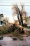 hurricane destruction: uprooted trees and debris