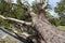 Hurricane Irma downed oak tree