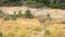 Hurricane Ridge, Olympic National Park, WASHINGTON USA - October 2014: A blacktail deer stops to admire the view of the