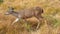 Hurricane Ridge, Olympic National Park, WASHINGTON USA - October 2014: A blacktail deer stops to admire the view of the